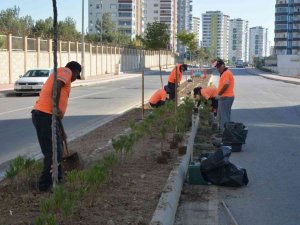 Mersin’de binlerce zakkum fidanı toprakla buluşuyor