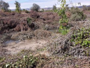 Bursa’da baraj kapakları kapanınca binlerce balık telef oldu