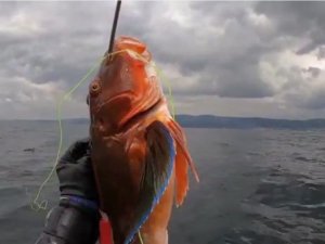 Müsilaj etkisini kaybedince, balıklar sürüler halinde gezmeye başladı