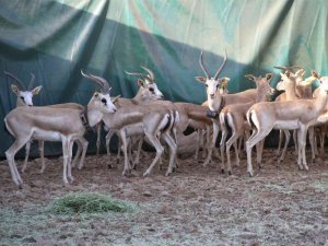 Cudi Dağı’na 40 ceylan bırakıldı