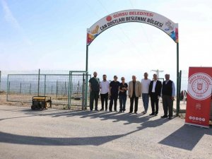 Hayvan dostu şehir; Gürsu