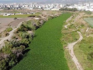 "Su canavarı" gübre ve hayvan yemi olacak