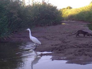 Kırıkkale’de yaban hayatı fotokapanla görüntülendi