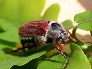 Fındıkta ‘mayıs böceği’ sorunu