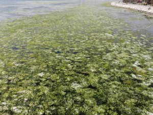 Bostanlı’da deniz marulları görülmeye devam ediyor