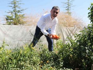Gölbaşı Belediyesinden çiftçiye hibe buğday desteği