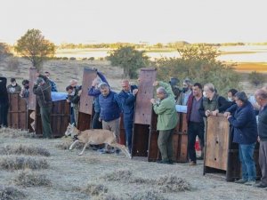 Koruma altına alınan Anadolu yaban koyunları doğal yaşam alanlarına salındı