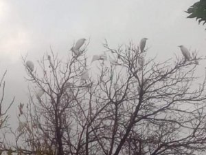 Sungurlu göçmen kuşların uğrak noktası oldu