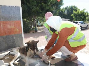 Sevimli patiler yalnız değil