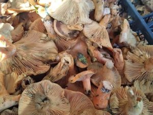 Çıntar tezgahlarda yerini almaya başladı