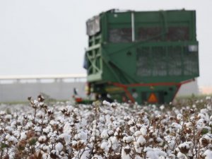 Söke’de beyaz altın, üreticisini sevindirdi