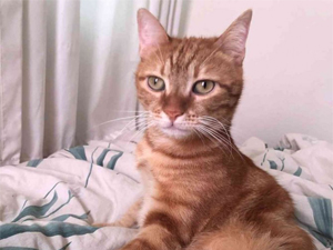 Kedi Pika, yeni hayatından memnun