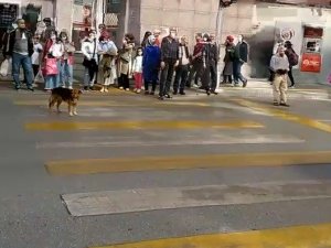Kırmızı ışıkta bekleyip yeşil ışıkta geçen köpek görenleri şaşırtıyor