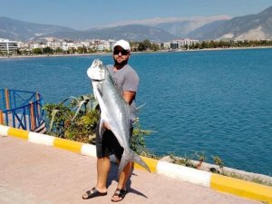 Kıyıdan 15 kiloluk liça balığı avladı