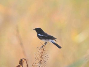 Kara Taşkuşu, Türkiye’de ilk defa Hatay’da görüldü