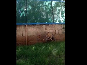 Tilkinin telef ettiği tavuğu kaçırması cep telefonu kamerasına yansıdı