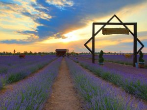 Karatay Belediyesi lavanta bahçesini büyütüyor