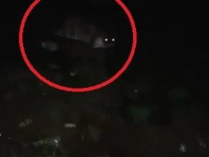 Deniz kıyısında midye yiyen su samuru kameraya yakalandı