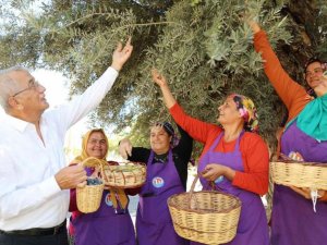 Bin 204 yaşındaki zeytin ağacı hasat edildi