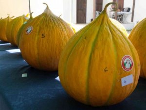 Muğla’da en güzel yayla kavunları seçildi