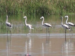 Flamingolar göç yolculuğunda Tokat’ta konaklıyor