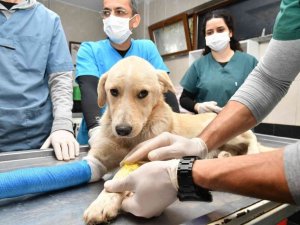 Samsun’da 2 bin 83 hayvanın tedavisi yapıldı