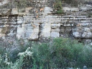 Dik kayalıklara tırmanan yaban keçileri görenleri şaşkına çevirdi