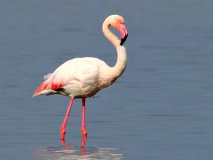 Kuş Oteli, yeni misafirlerini ağırlıyor