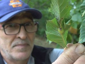 ’Katil gal arısı’ tehdidi büyüyor: Bartın ve Kastamonu’dan sonra Sinop’ta da görüldü