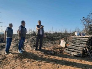 Yanan alanlar fidan dikimine hazırlanıyor