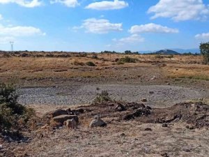 Kırkağaç Söğütalan’da HİS göleti bakıma alındı