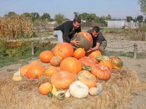 Kent Bostanları’nda kabakların görsel şöleni