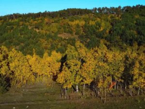 Yozgat’ta sonbahar güzelliği drone ile görüntülendi