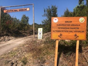 Bal ormanları yaygınlaşıyor