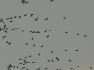 Pelikanlar ve turnaların gökyüzündeki dansı görsel şölen oluşturdu