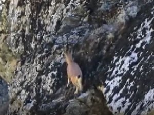3 ayaklı yaban keçisinin kayalara tırmanma azmi