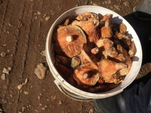 Fiyatını duyan ormana koştu