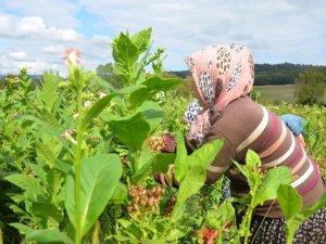 Samsun tarım ürünlerinde Türkiye’yi besliyor