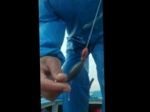 Pendik’te balıkçıların oltasına takılan yapışkan madde tedirgin etti