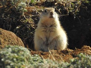 Anadolu gelengisinin poğaça yerken sevimli halleri kameraya yansıdı
