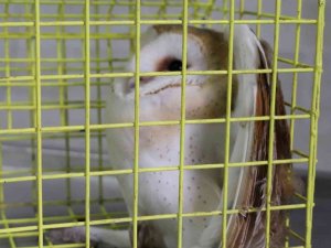 Hayrabolu’da yaralı baykuş tedavisinin ardından doğaya salındı