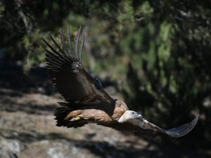 İsrail’de halkalanan Akbaba Akdağ’da görüntülendi