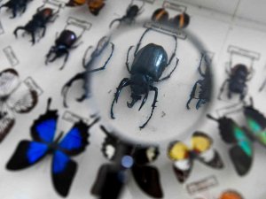 Miniklere böceklerle ekoloji eğitimi