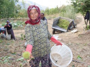 Aydın ve İzmir’de kestane hasadı başladı