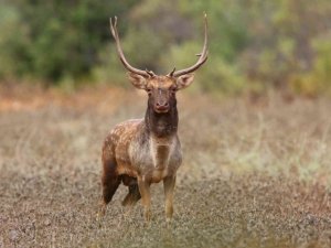Üreme döneminde böğüren ala geyiklerin sesi 5 kilometre öteden işitiliyor