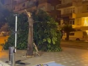 Gövdesi çürüyen ağaç kaldırıma devrildi, bir vatandaş saniyelerle altında kalmaktan kurtuldu