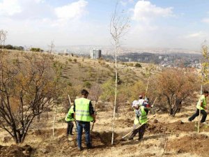 Bademlidere’ye 20 bin fidan dikiliyor