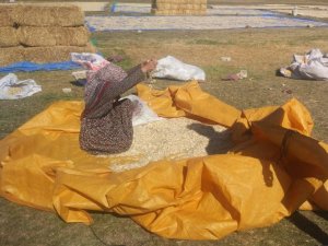 Çavdarhisar’da çerezlik kabak üretimi 2 bin 500 dekara ulaştı