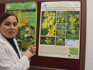 Trabzon Kanaryaotu ve Allı Gelin bitkisinin ilaç olma potansiyelleri araştırılıyor