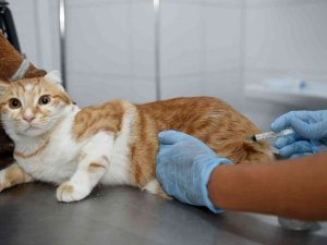 Seyhan’da 2 yılda 3 bin 600 sokak hayvanı kısırlaştırıldı